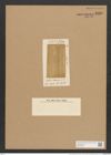 Amphora alveolata lend.-Fortm. (de-Toni-Nr.: Genus 36, Species 1641) Zeichnungen Sammlung Grunow Nr. 3135 (NHMW-BOT-W0370566)